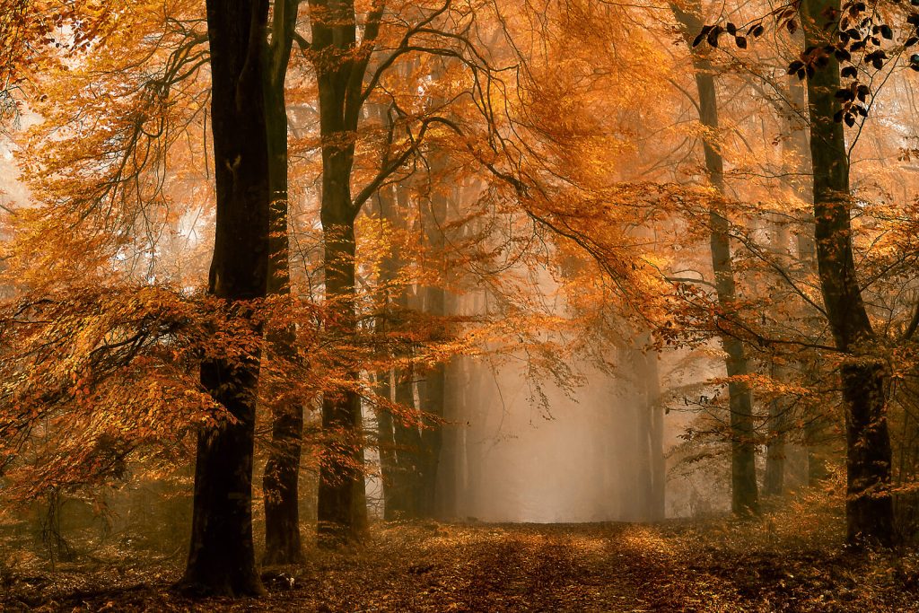 Fantastic Forest — Lars van de Goor