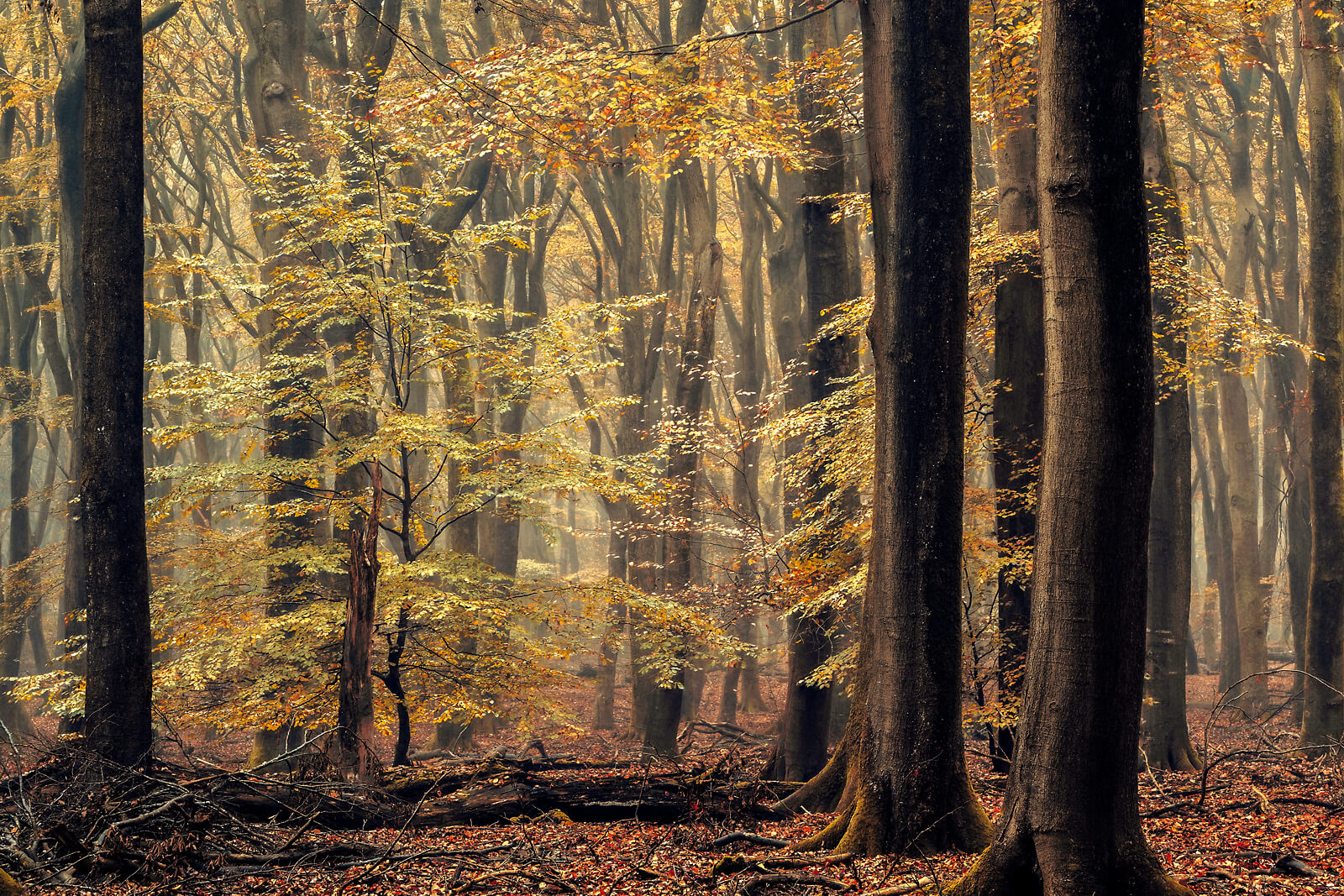 Woodlands — Lars van de Goor