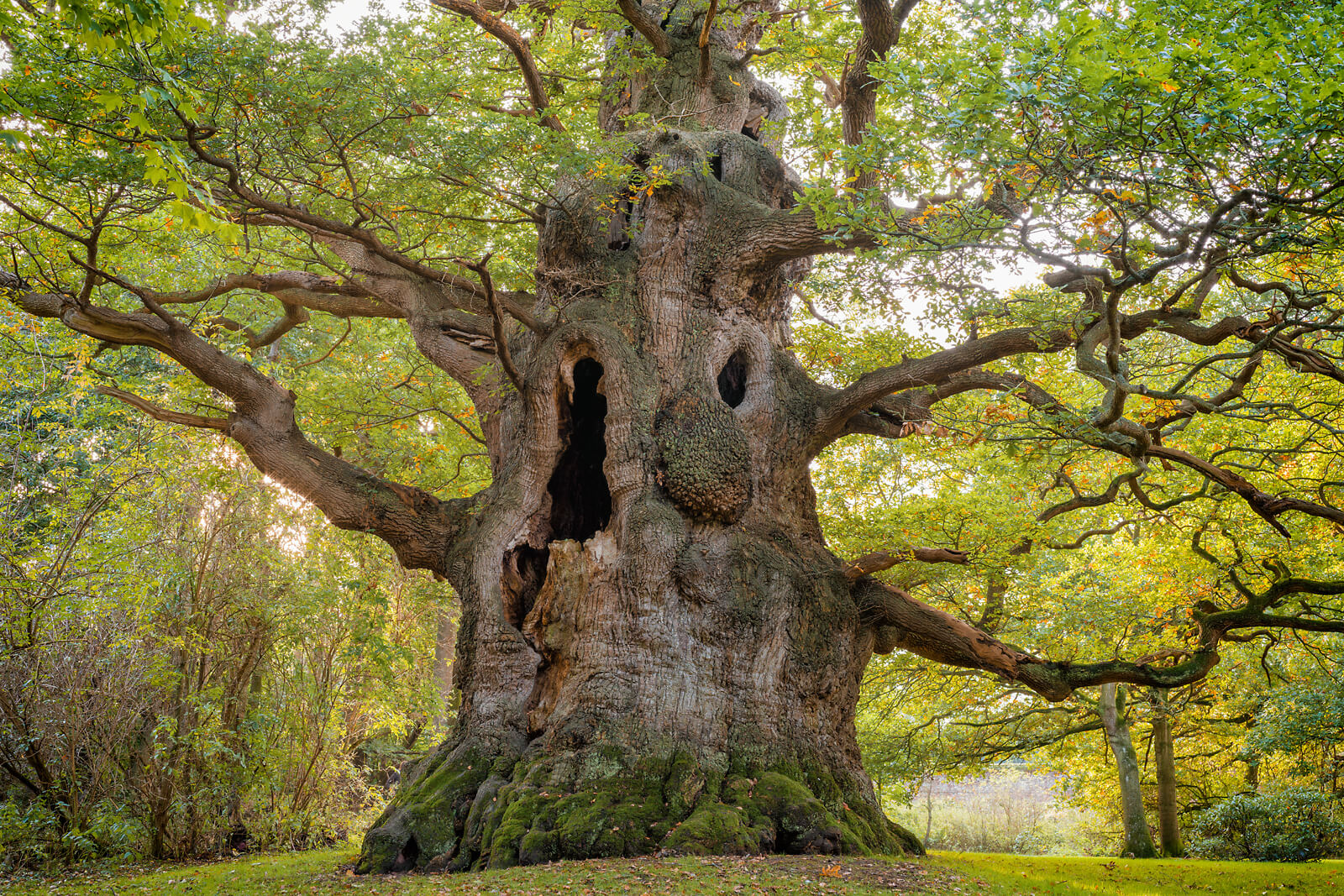 The Majesty Oak